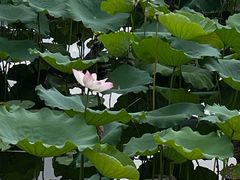 -荔湾湖公园