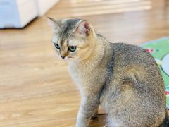 -COLOR PETS 撸猫馆·购猫·猫咖(长风大悦城店)
