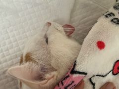 -北京观赏动物医院·24小时大型综合·猫专科·异宠专科