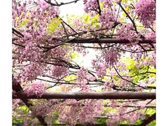 -嘉定紫藤园
