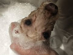 -PETKIT 小佩宠物·低压洗护·美容·寄养(安远店)