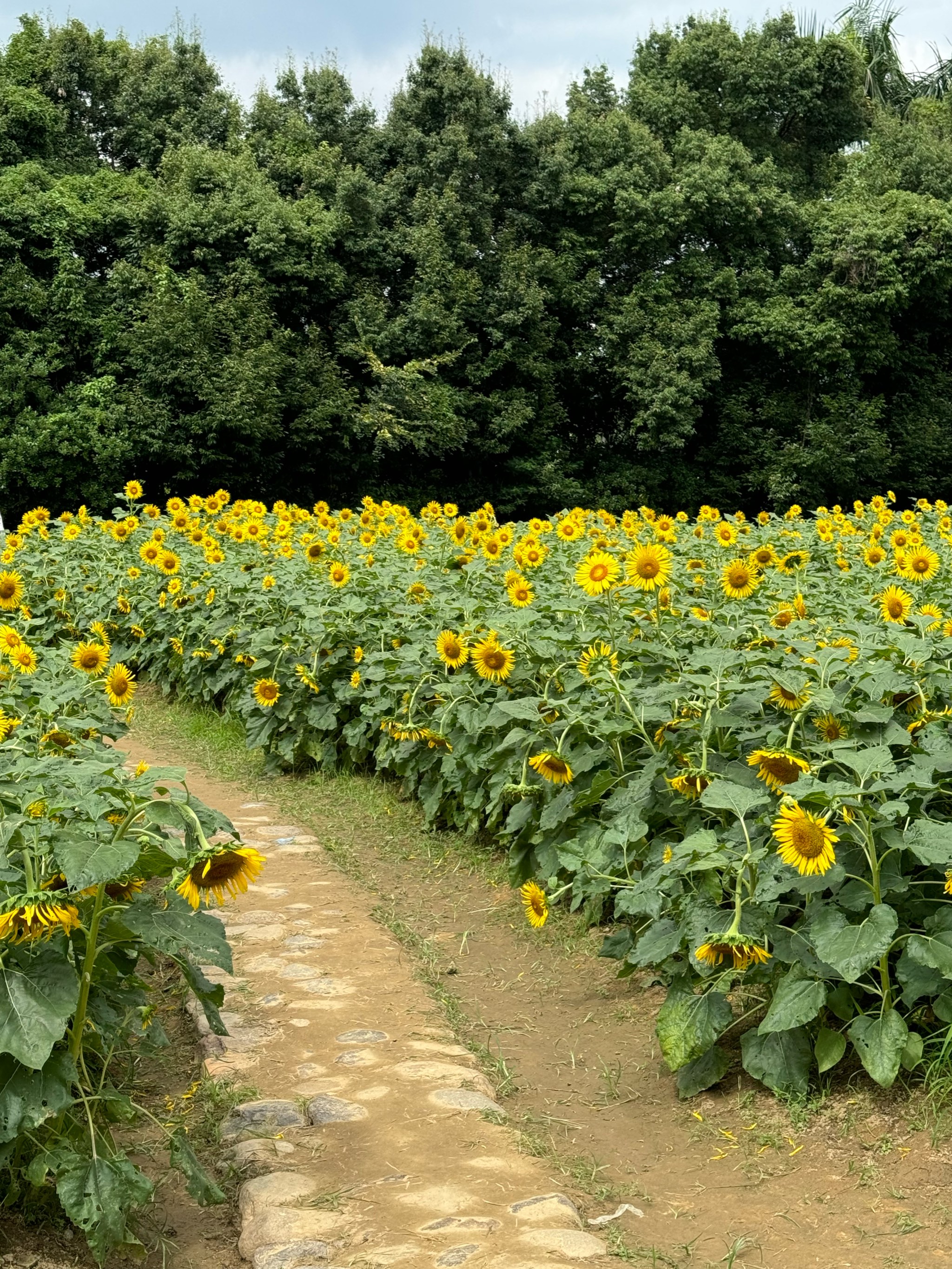 闽江公园向日葵