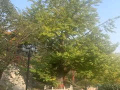 -遵化市禅林寺古银杏风景园