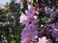 -梧桐山风景名胜区