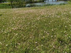 -西京湾花海