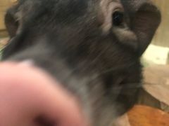 小香猪-藦茜花园宠物主题亲子互动体验馆(国顺东路店)