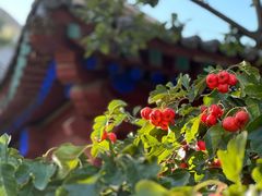 -北京鲁迅博物馆(北京新文化运动纪念馆鲁博馆区)