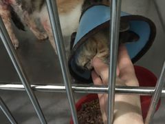 -顺强宠物诊所·狂犬免疫·夜诊·骨科(嘉定店)