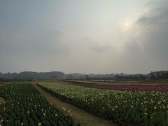 -空港花田景区