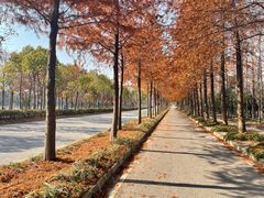 -上海长兴岛郊野公园