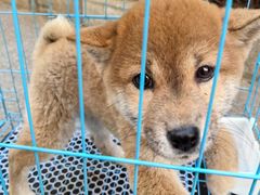 -中农国际动物医院24小时·猫科·骨科·急重症中心