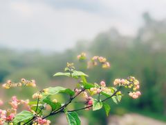 -广州莲花山旅游区