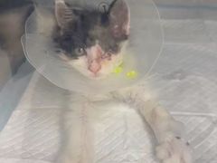 -达爱动物医院·犬猫分区·CT·复杂眼科(远洋山水分院)