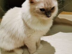 -猫和宫(六道口店)