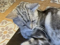 -猫猫幼稚园·撸猫·桌游·电玩