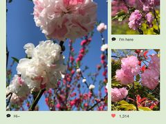 -南汇桃花村