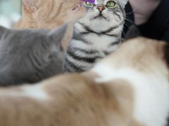 -Catmate·猫肥家润(金润铂宫店)