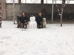 -北京京卫宠物寄养训练中心