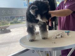 -宠颐生宠物医院·犬猫全科·皮肤科(商业街店)