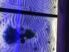 -京料理·日料自助·铁板燒(复悦城店)