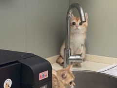 -伟伟宠物医院·瑞派猫友好医院·猫科(光谷店)