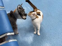 -美联众合动物医院(·中兽医·疑难杂症·严家桥分院)