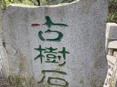 -南山植物园