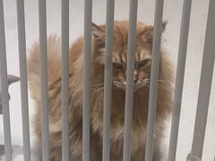 -藏猫猫咖啡主题馆(中央大道店)