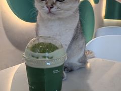 -飞行喵MR PILOT|猫舍·猫咖(静安大融城店)