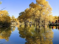 -金塔沙漠胡杨林景区