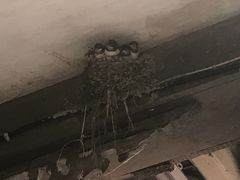 -黄龙溪古镇