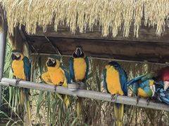 -西霞口神雕山野生动物世界