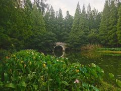 -水杉园