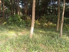 -黄兴公园