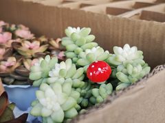 -溪岸路花鸟市场