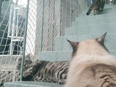 -喵屿·大理花园猫咖