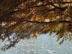 -羊亭河湿地公园