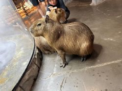 -Zoolung Zoolung动物主题公园(海信广场店)