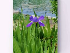 -三忘湖 SWANSEEN(柳荫公园店)