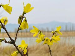 -野鸭湖国家湿地公园