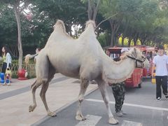 -西安华夏文旅水世界