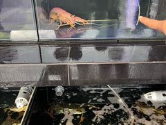 -真浪花园海鲜餐馆