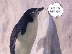 -海合安成都极地海洋公园