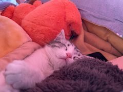 -欣宠猫屋·矮脚拿破仑·蓝金金渐层