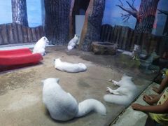 -芜湖新华联大白鲸海洋公园