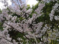 -陆家嘴中心绿地
