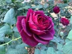 -人民公园(罗湖区)