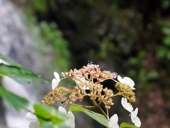 -藏龙百瀑风景区