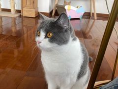 -Catmate·猫肥家润(金润铂宫店)