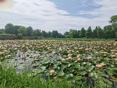 -宁波杭州湾国家湿地公园